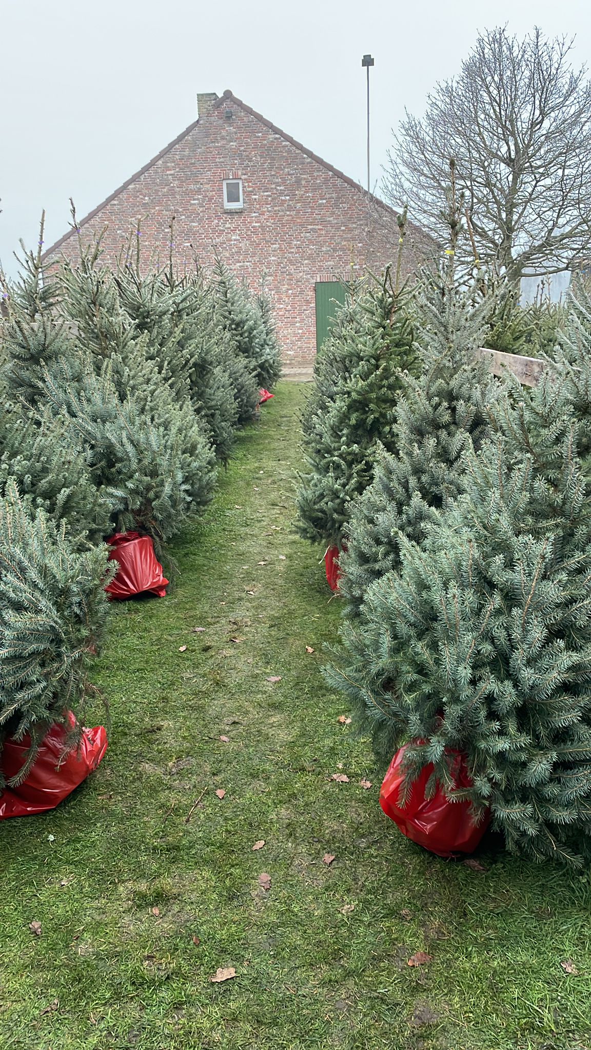 Kerstboom